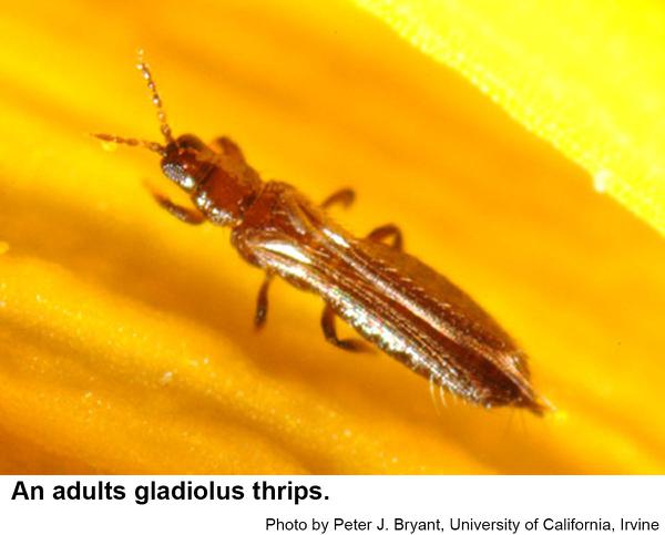 Adult gladiolus thrips